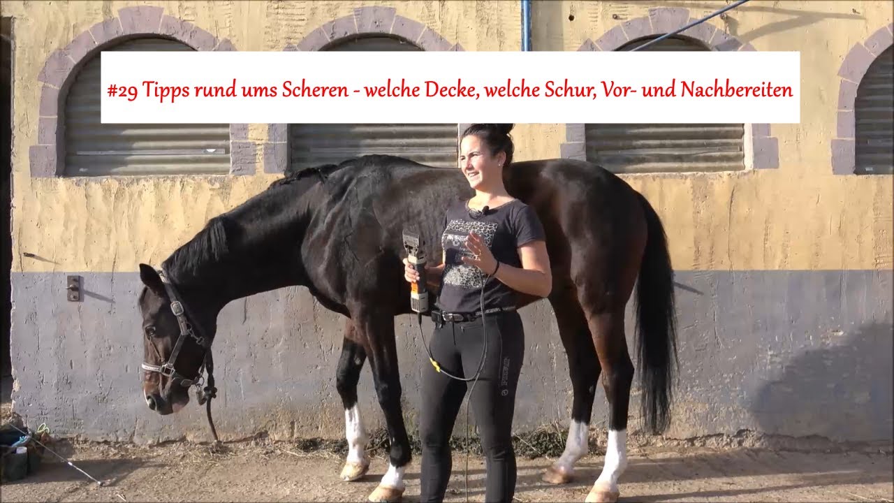 #29 Tipps rund ums Scheren, welche Decke, welche Schur, Vor- und Nachbereiten