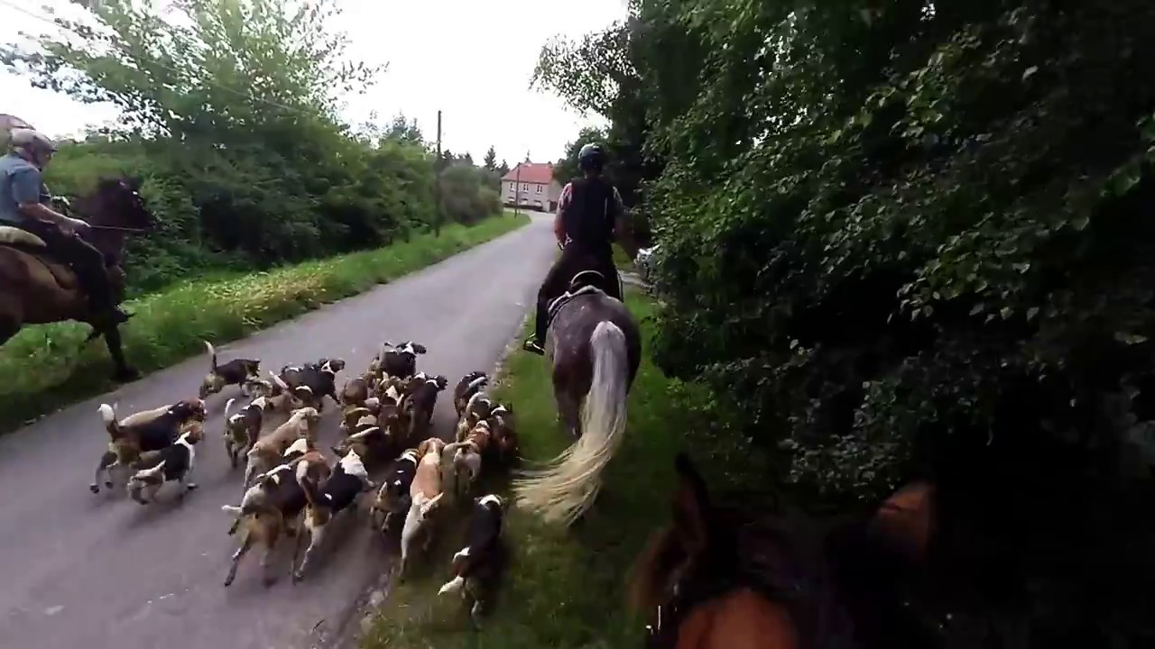 Junghunde-Training und drei Schleppen mit der Geiseltal Beagle Meute