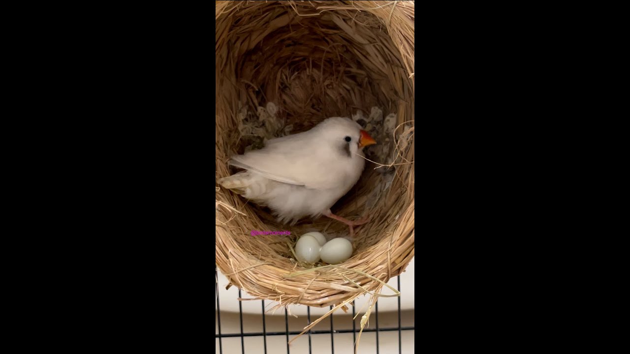 White zebra finch lay her 3rd. egg