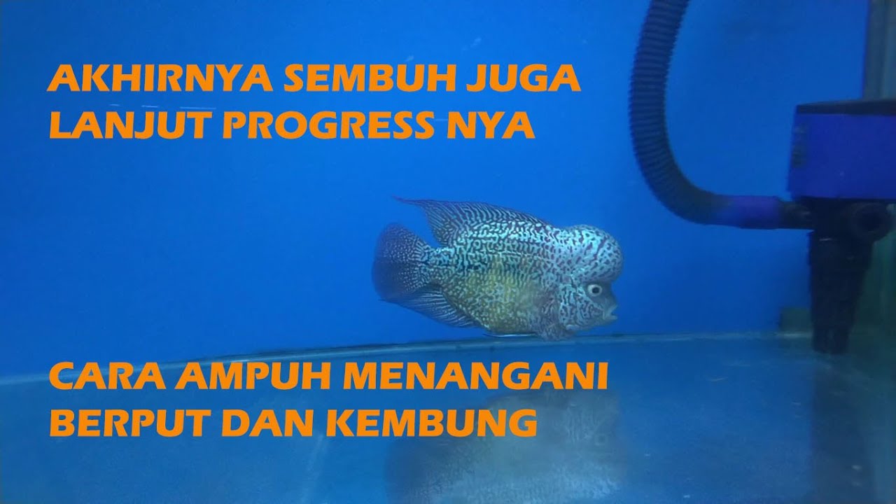 Cara Mengobati Louhan BERPUT dan KEMBUNG PART 2