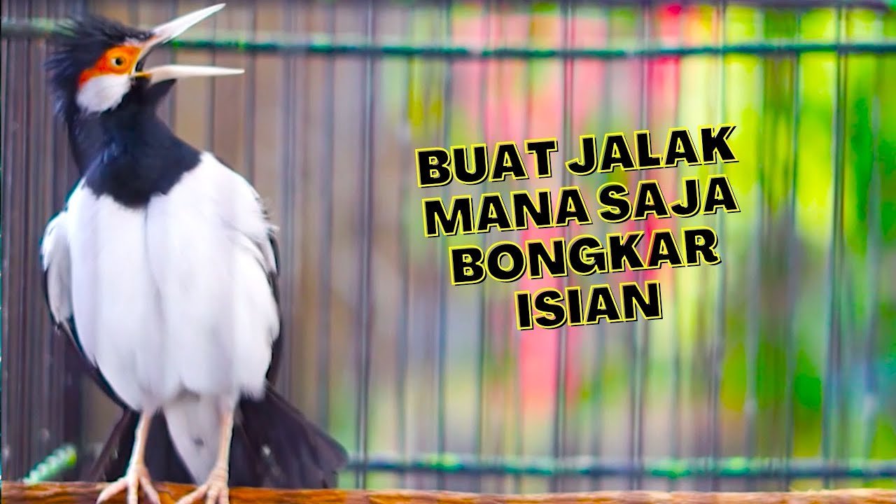 Paling Dicari! Masteran Jalak Suren Gacor Full Isian Nembak Rapat Bikin Jalak Lain Emosi
