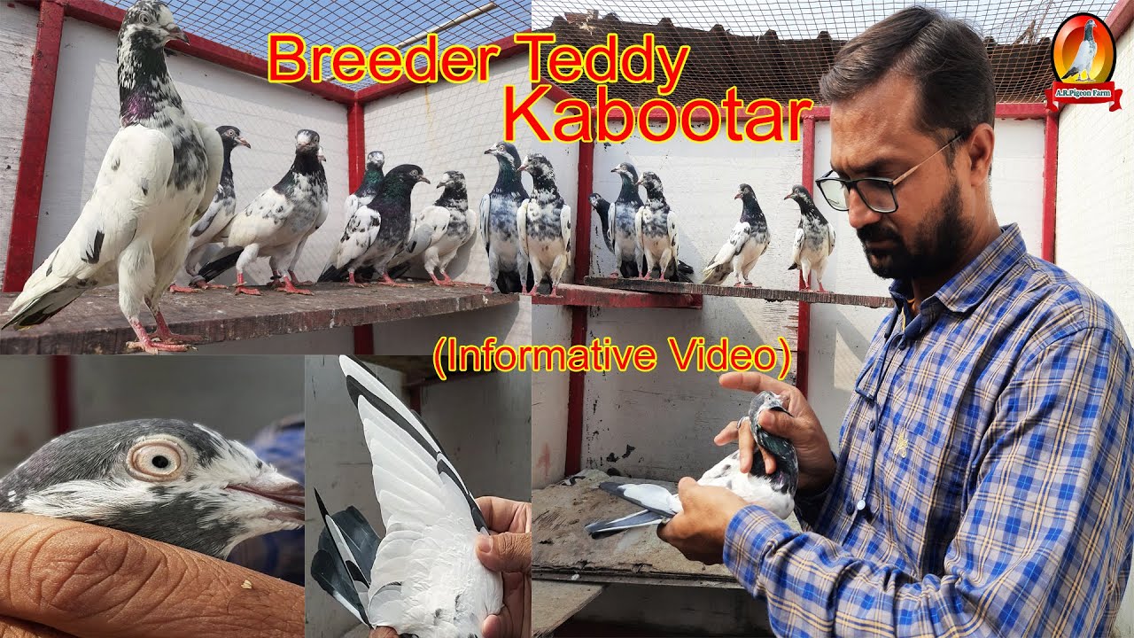 Breeder Teddy Kabootar Ka Shok @ar.pigeonfarm4457