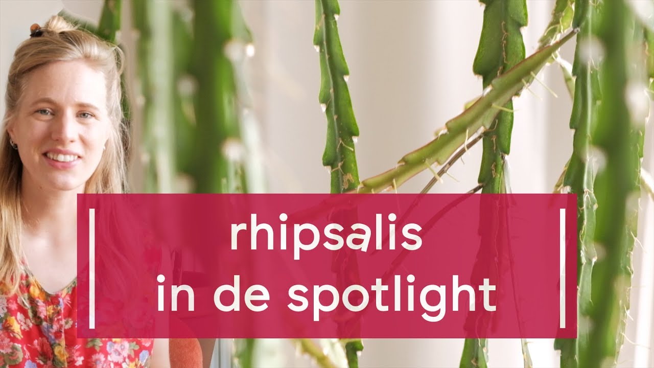 Plant Spotlight: Rhipsalis