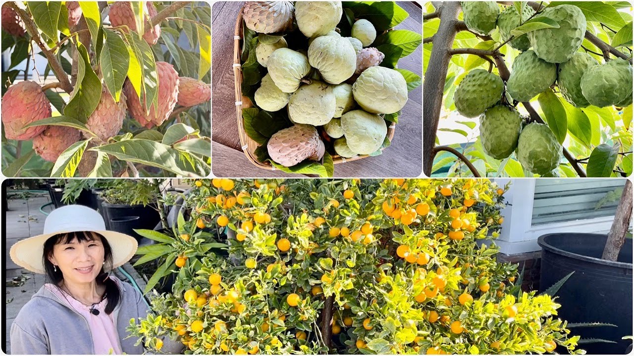 Thu Hoạch Mãng Cầu Sweet Green, Ổi Đài Loan Không Hạt Và Dạo Vườn Cây Ăn Trái Sau Nhà.
