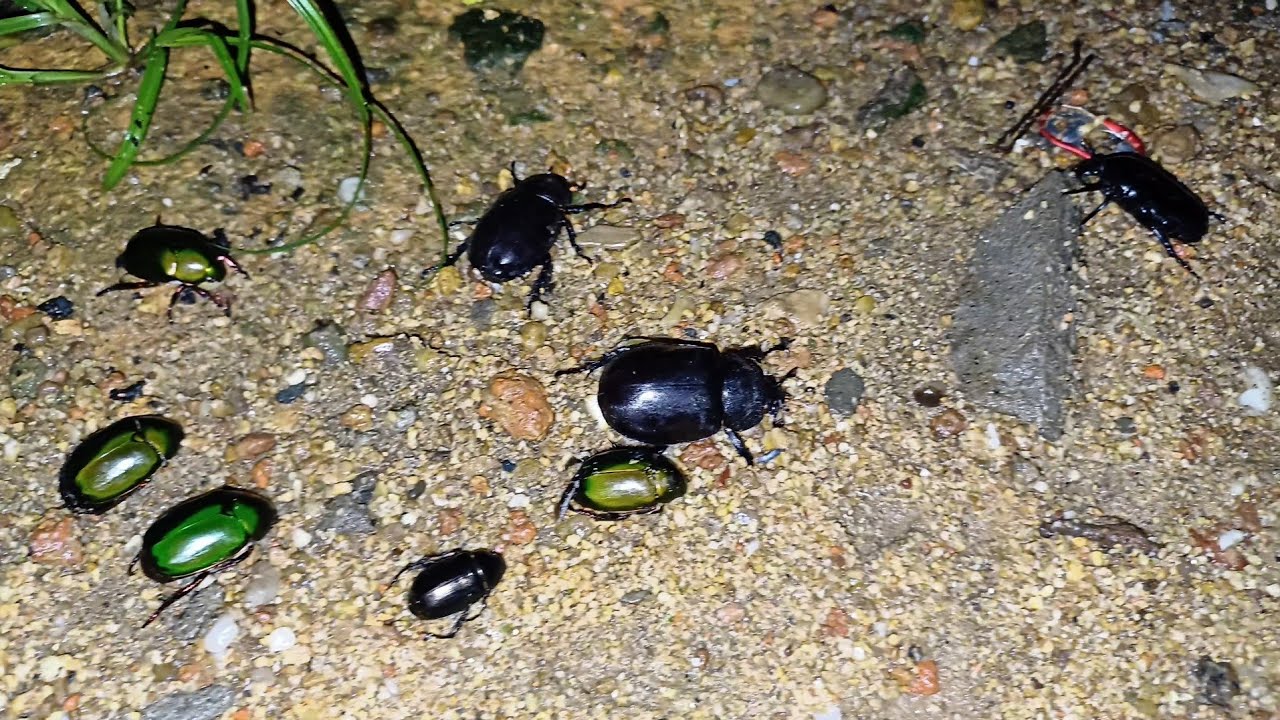 beetle hunting. insects
