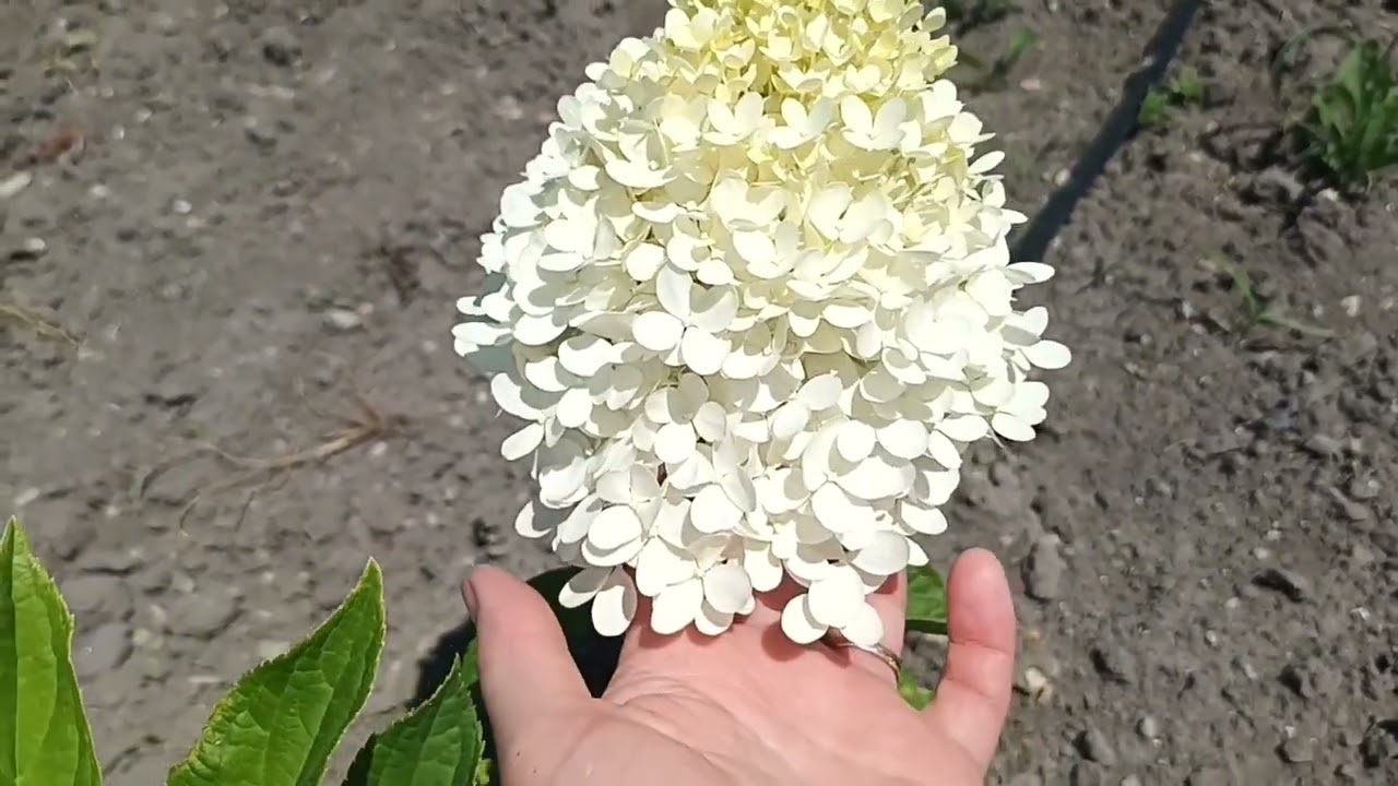 Зацветает маточник метельчатой гортензии.26.07.25