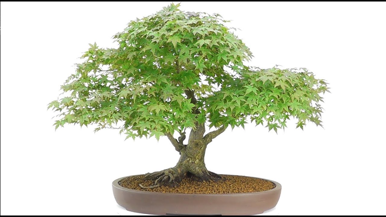 Japanese Maple Bonsai For Sale