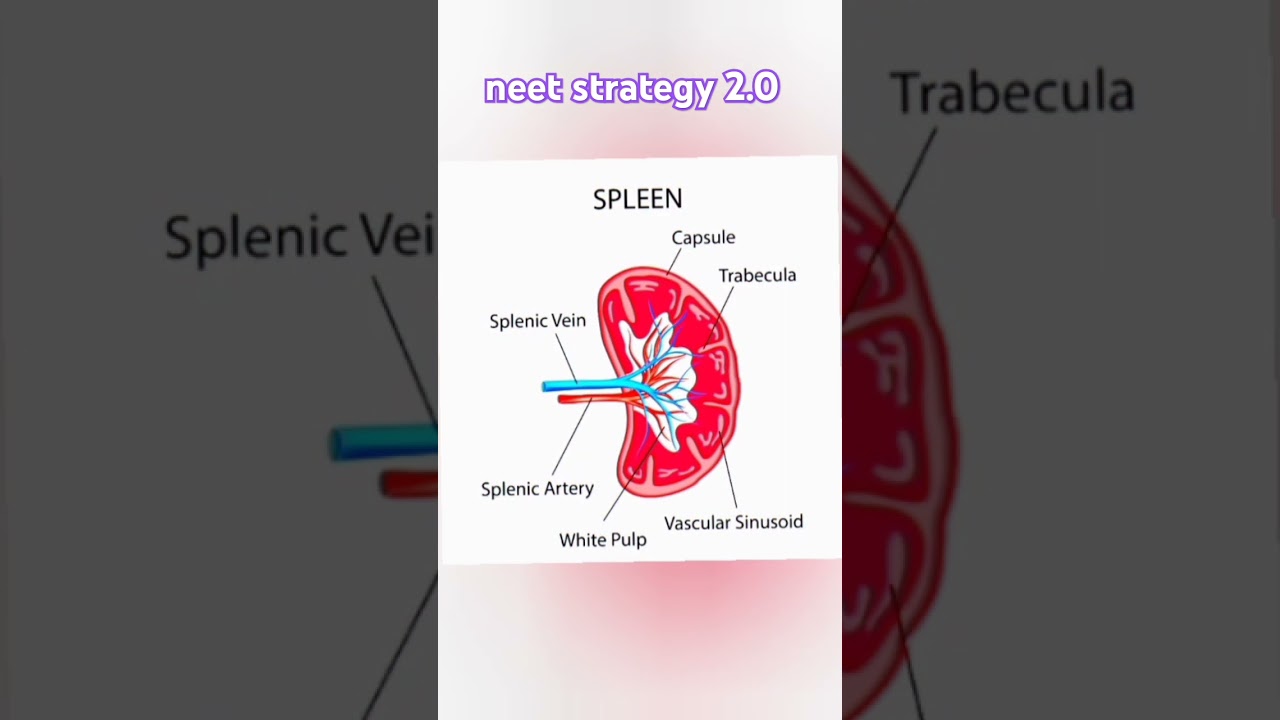 💯Spleen diagram with naming shorts#spleen blood supply#spleen artery and vein supply#for neet exam#🔥
