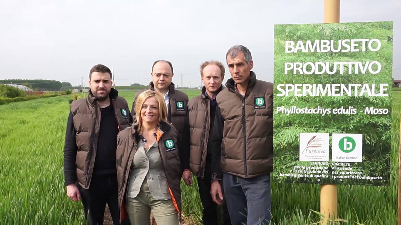 Investire nel Bambù gigante con il progetto PUNTAVERDE