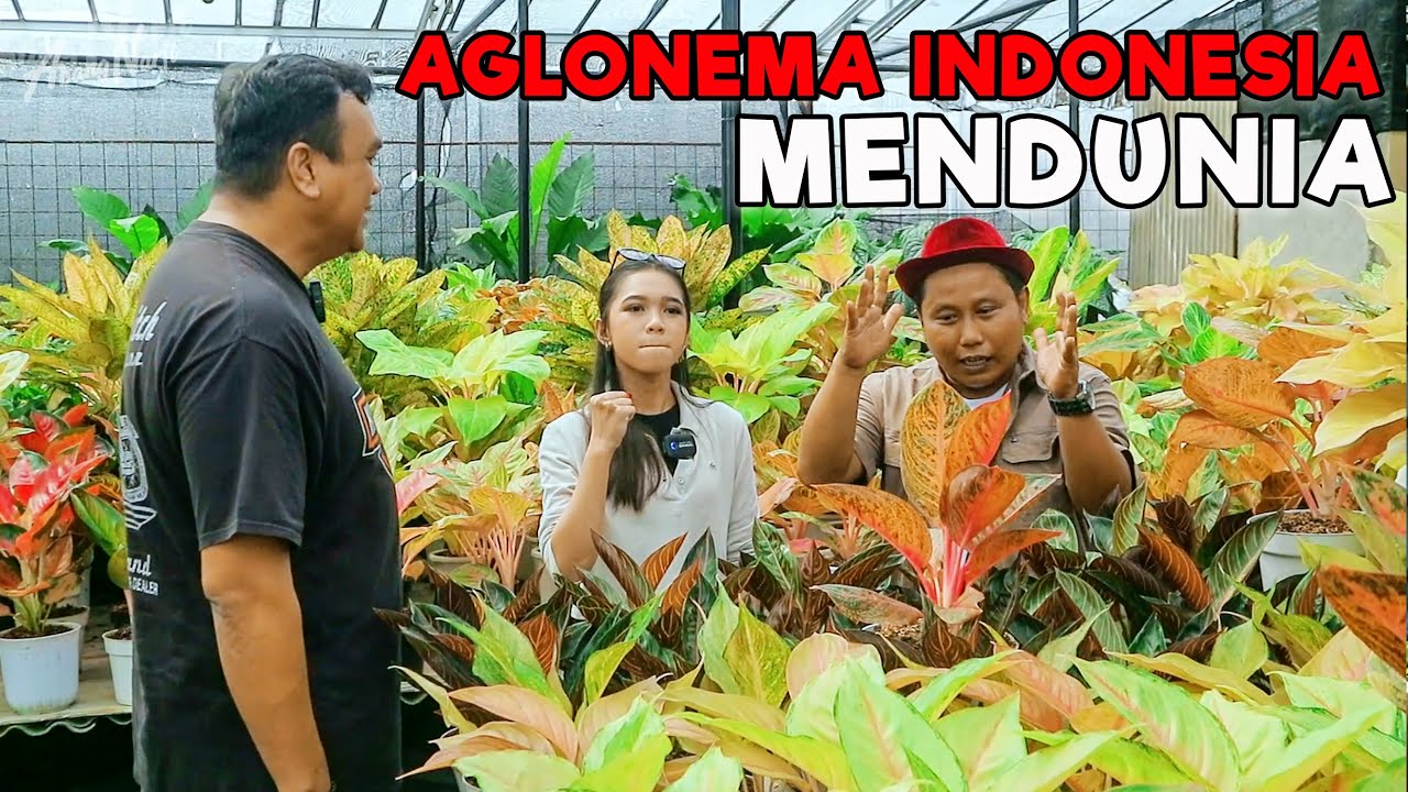 AGLONEMA INDONESIA MENDUNIA || EKSPOR AGLONEMA SAMPAI PULUHAN JUTA !!!