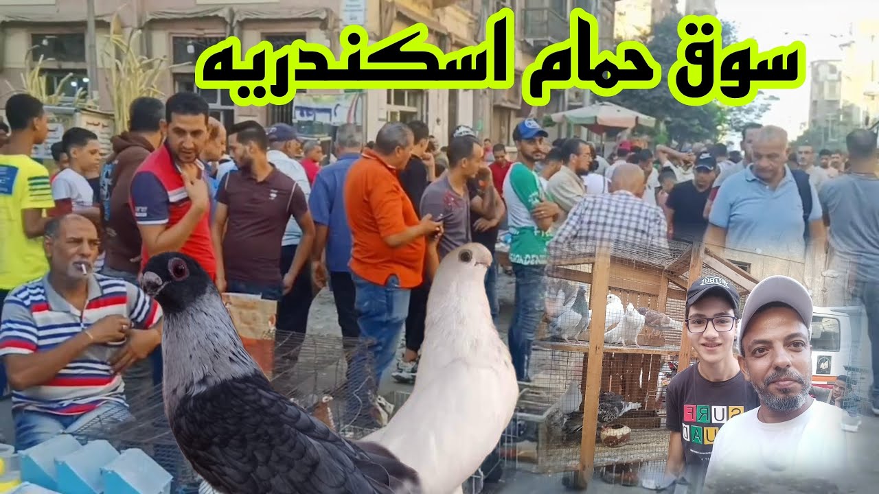 اتفرج على سوق الحمام فى اسكندريه اسعار الحمام الغوزار والزينه والزاجل واسعار كلفه الحمام