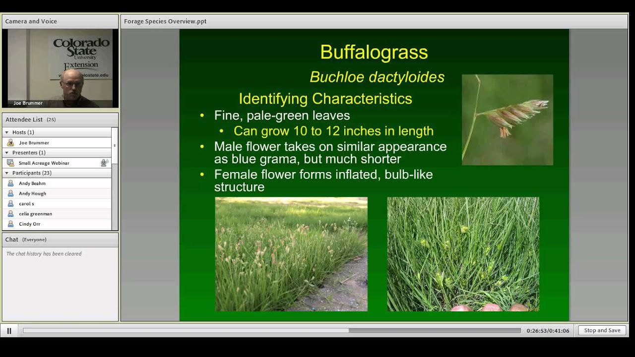 Common Forage Grasses