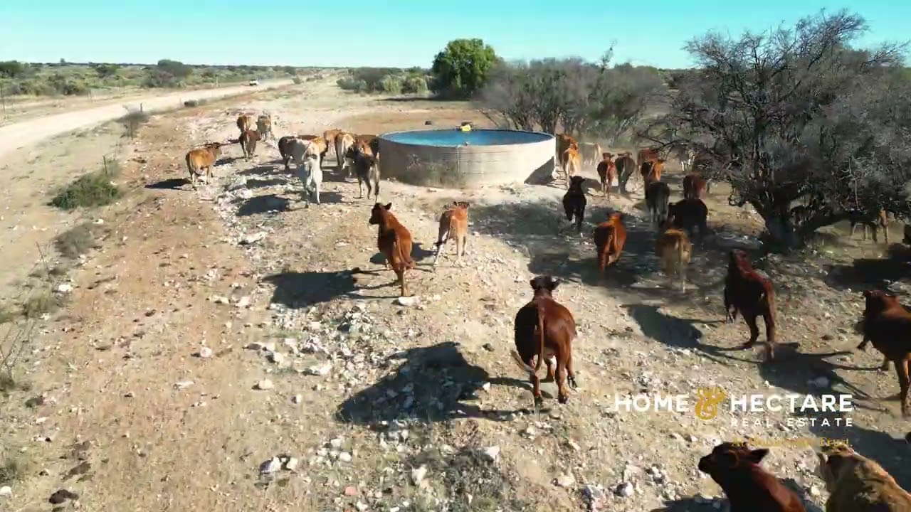 1716 Ha Cattle Farm for sale in the Boshof area