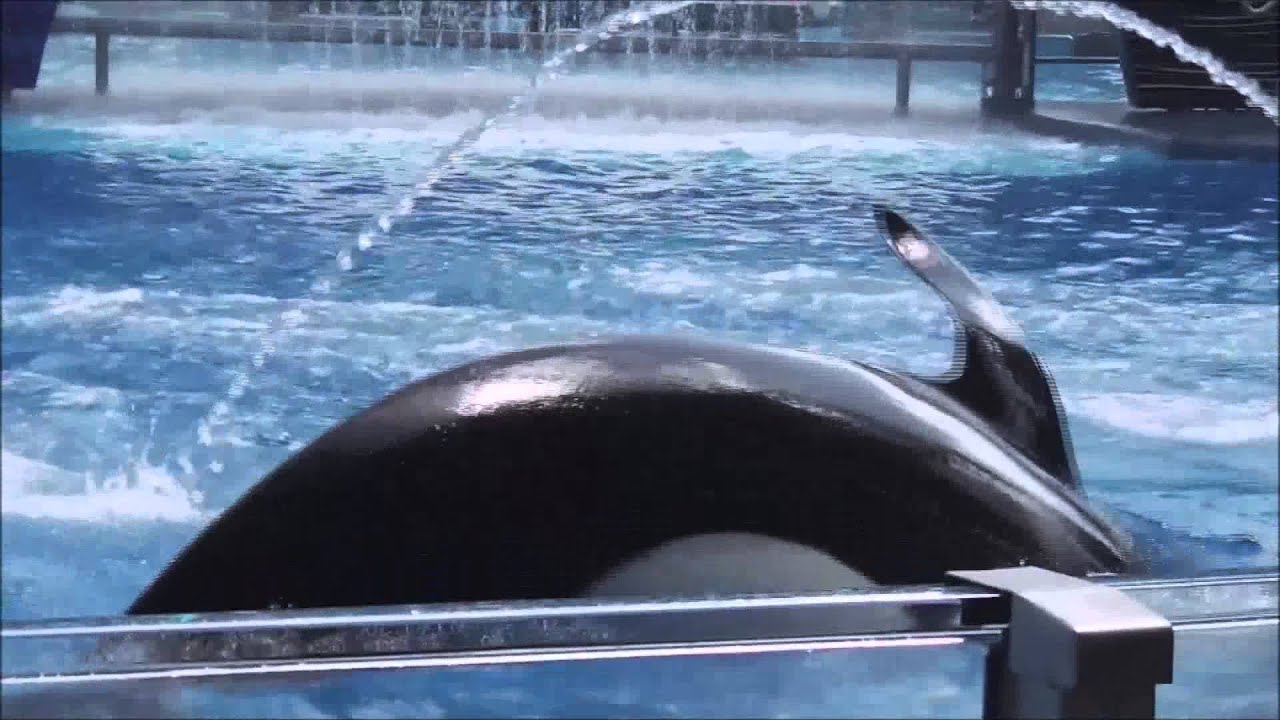 One Ocean Full Show @ SeaWorld Orlando - Soak Zone