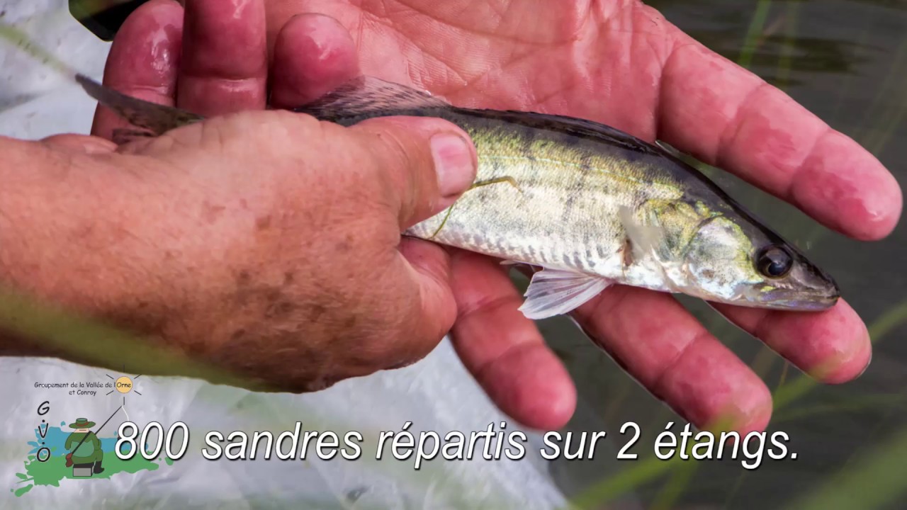 Alevinage sandres