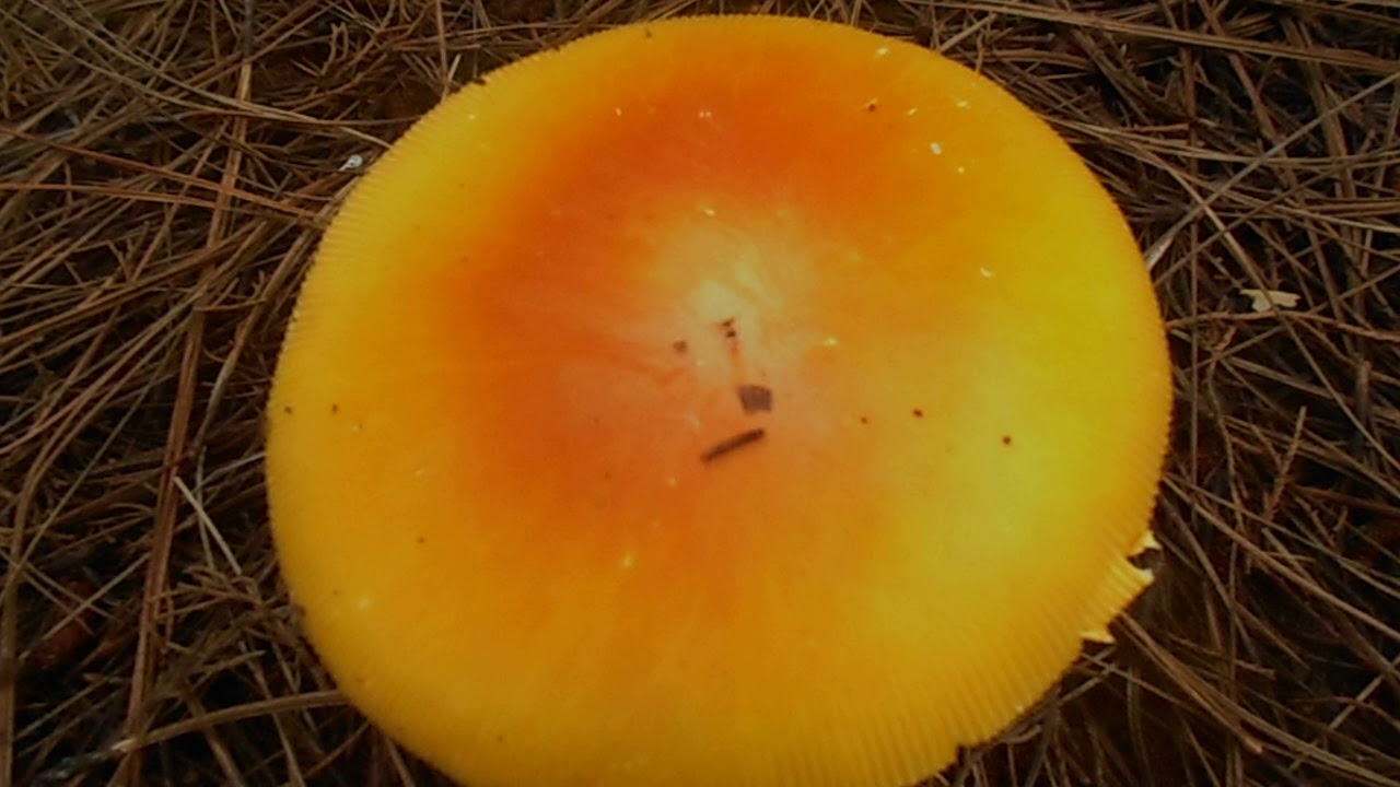 Amanita basii