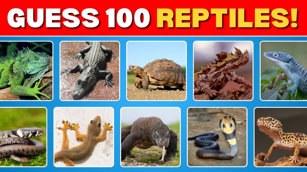 Can You Name These Reptiles? | Fun English Vocabulary Quiz | Guess The Reptiles Quiz 🐢