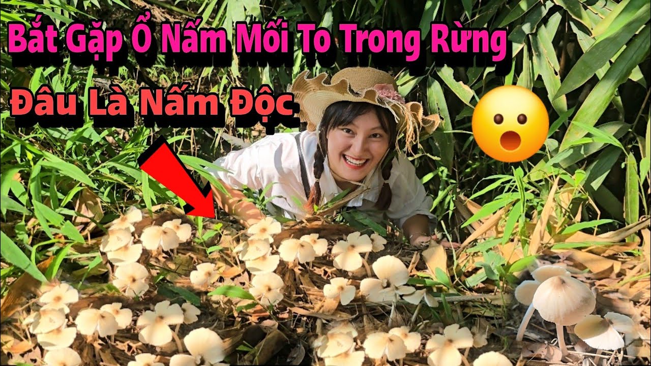 Song Nhi Tìm Được Rất Nhiều Nấm Mối, Cách Phân Biệt Nấm ĐỘC Với Nấm Mối 2025