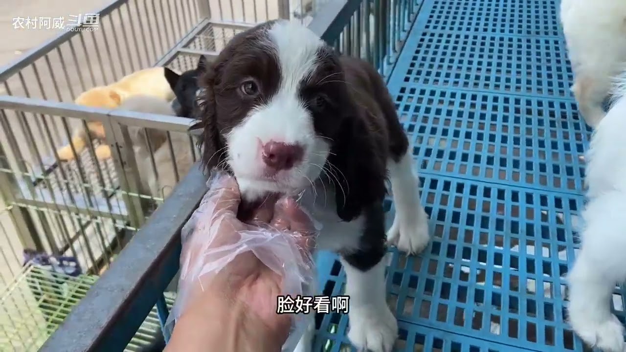 逛开封狗市大家记好狗市时间别白跑了另外没养狗经验的慎入 斗鱼视频