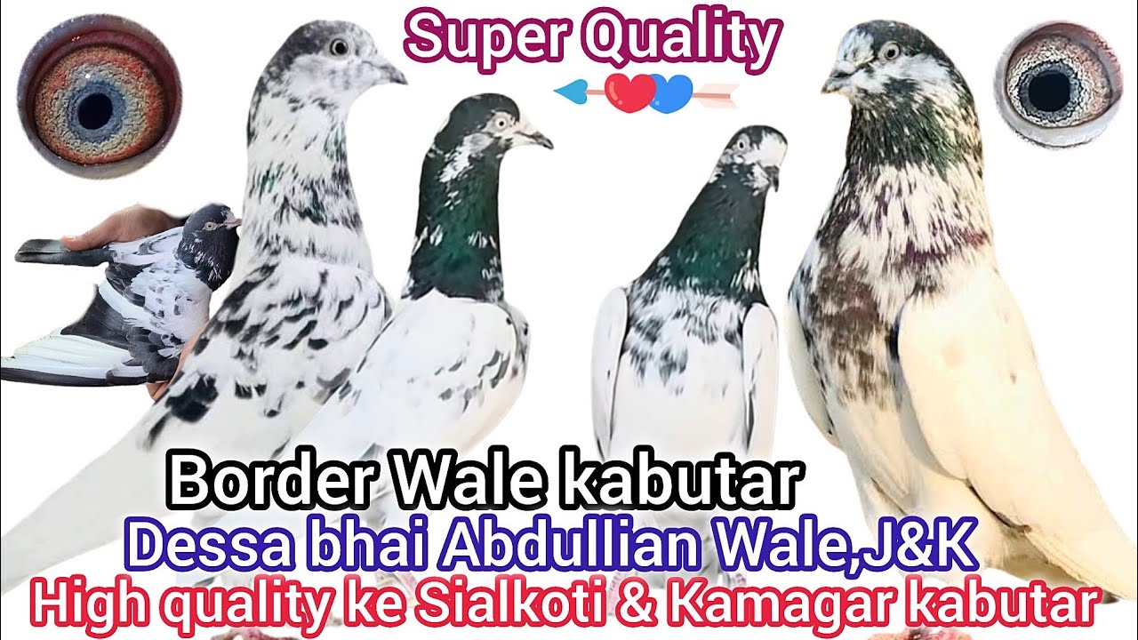 Zero-line  Border wale Kabutar || Sialkoti, Kamagar kabutaro ka Shonk || Desaa bhai, Abdullian,J&K