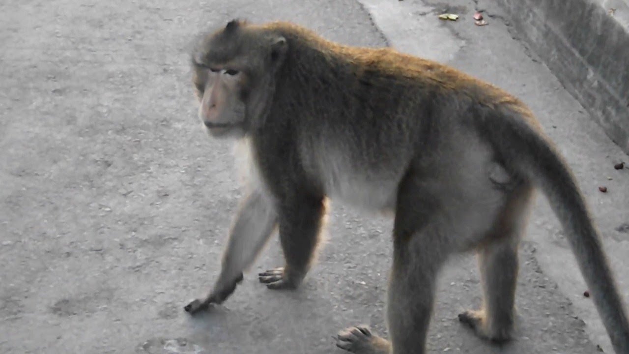Most Human-Like Monkey Behavior (The Most Human-Like Monkey)