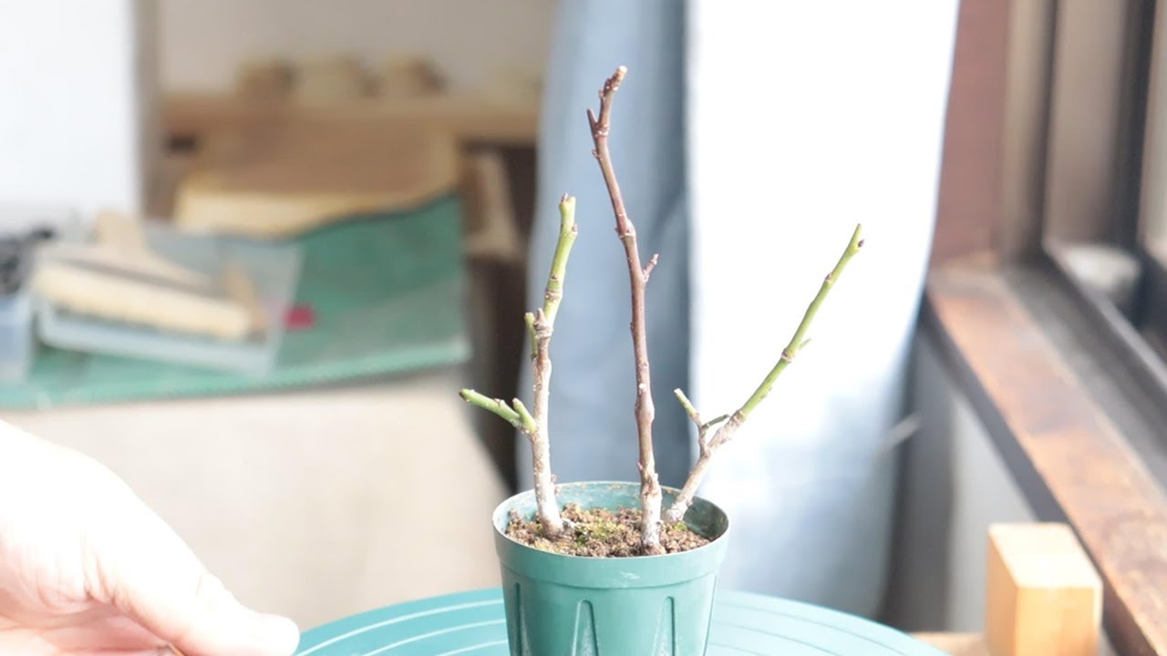 あの梅の挿し木から２年後の様子、そして植え替えと根頭癌腫病？