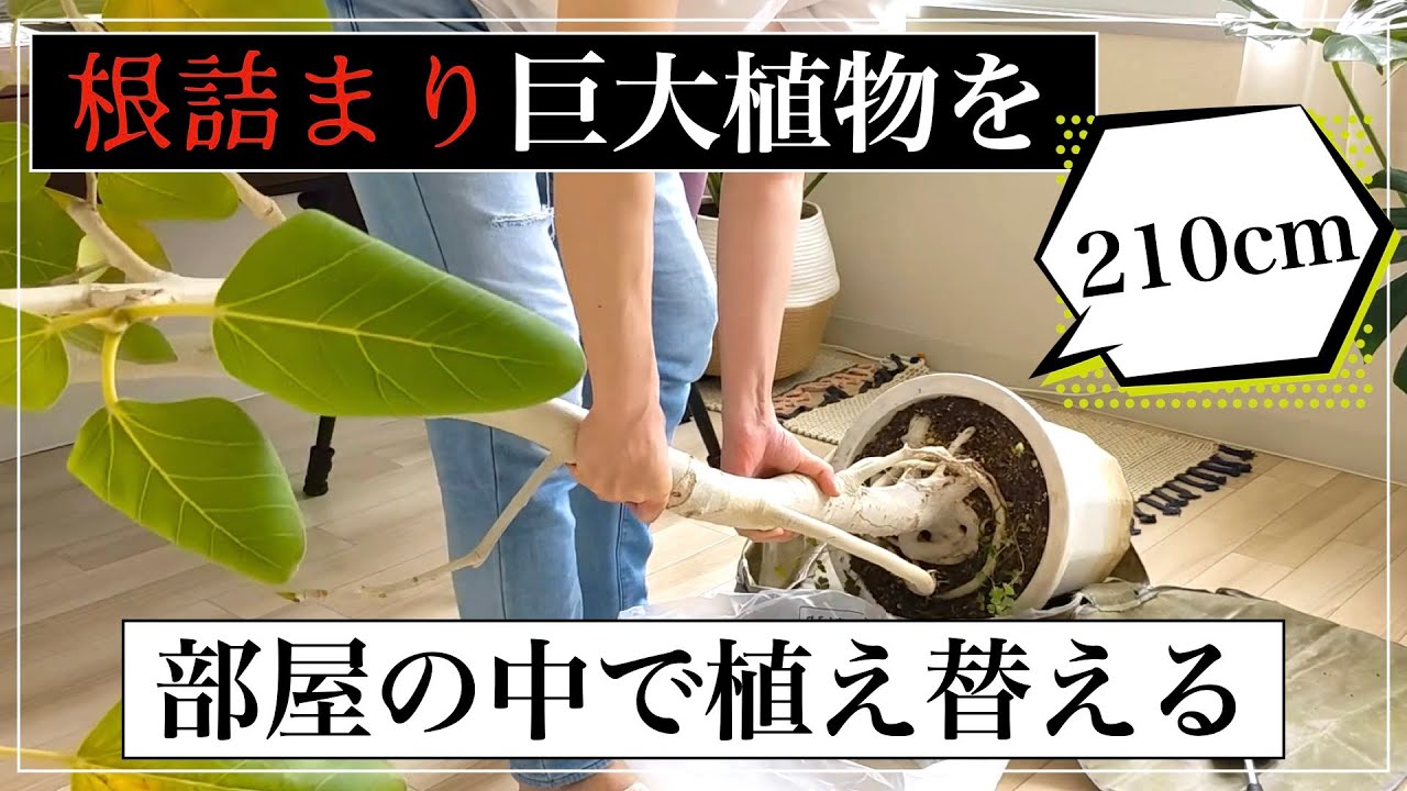 根詰まり巨大ベンガレンシスを部屋の中で植え替える｜vlog