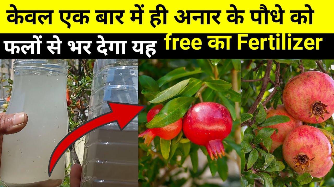 Best Fertilizer For Pomegranate Tree |  एक बार में ही अनार के पौधे को फूलों –फलों से ढक देगा | 
