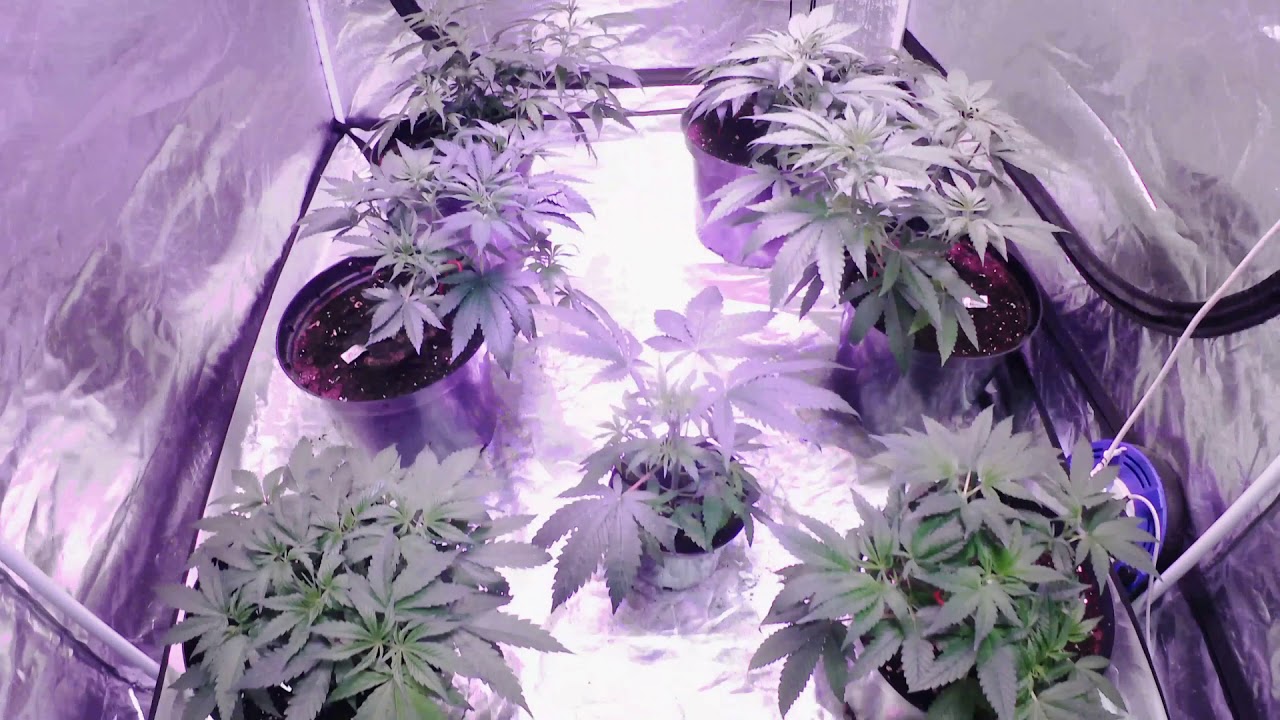 Mars Hydro TS 600w