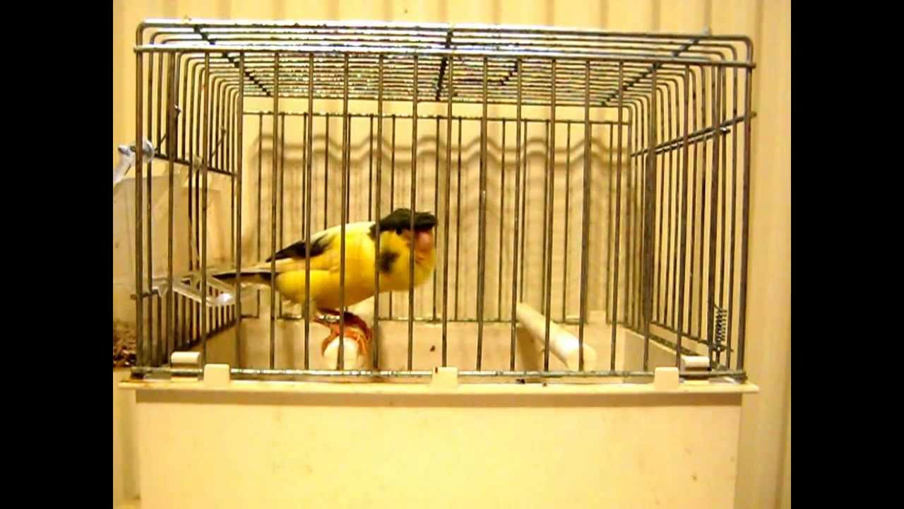Slavujar - proprietar Cornel Chilom, tel 0744.994.810 / Craiova