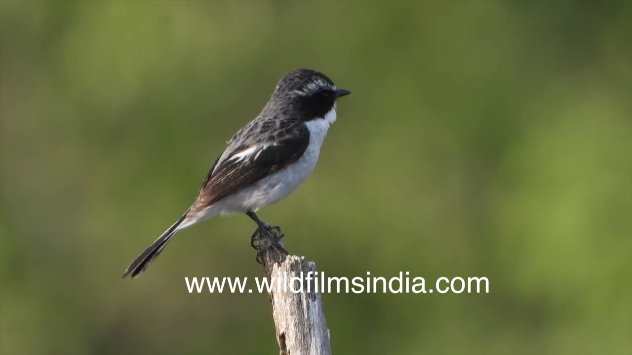 Grey Bushchat perched in Himalayan forest habitat