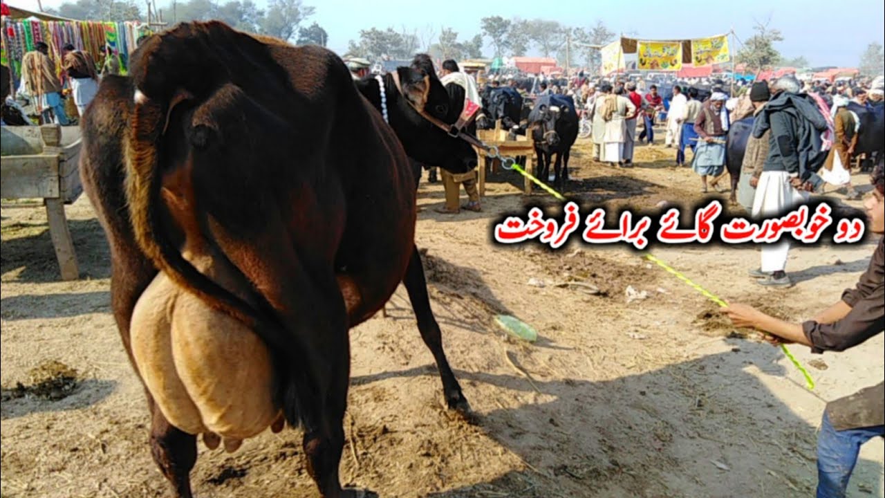 02 JERSEY HOLSTEIN CROSS COWS FOR SALE LOCATION JHANG