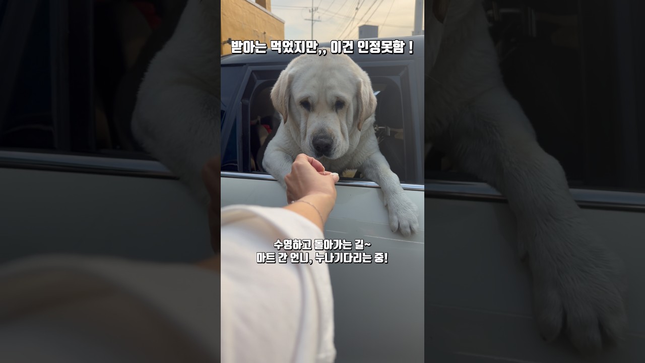 주고도 욕 먹은 기분 🙋&zwj;♀️ #강아지일상 #retreiver #강아지도가족입니다