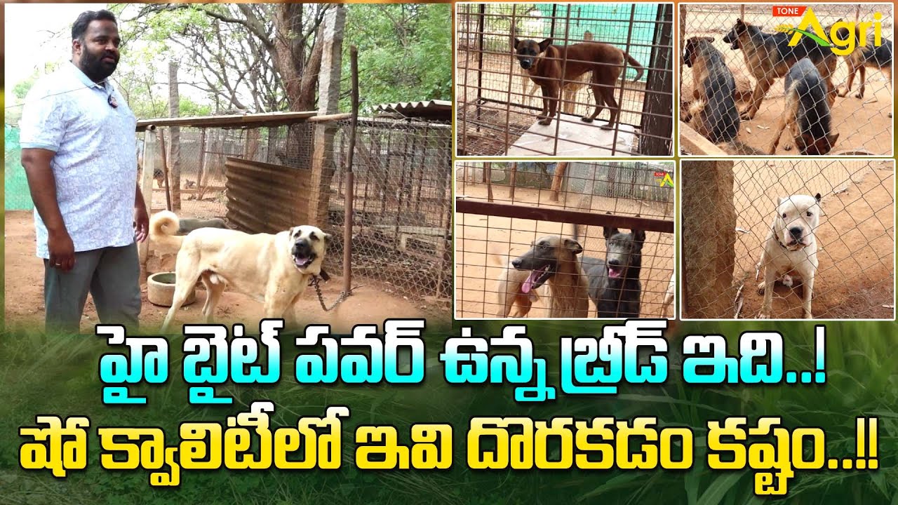 Dogs Breeds Farm | హై బైట్ పవర్ ఉన్న బ్రీడ్ ఇది..! ఇవి దొరకడం కష్టం.. Alertmali's Kennel | Tone Agri