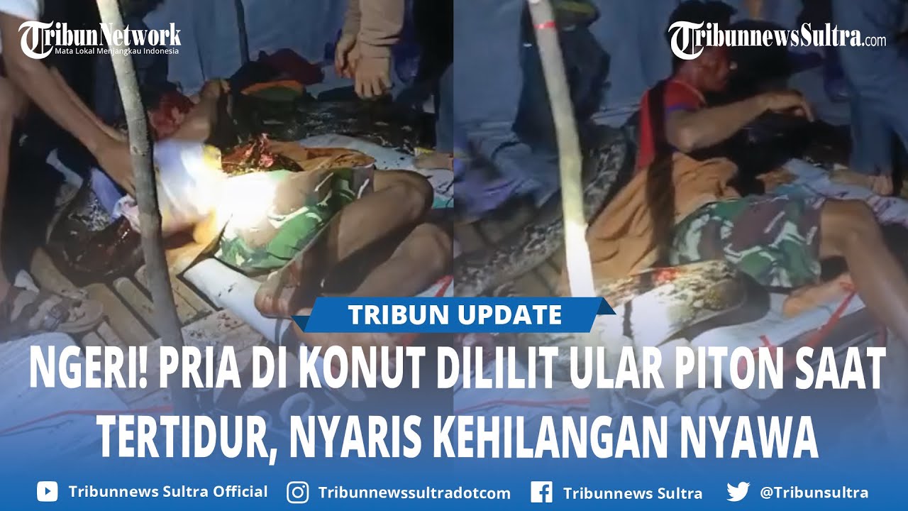 Detik detik Mencekam Pria di Asera Konawe Utara Nyaris Tewas Dililit Ular Piton Saat Tidur di Tenda