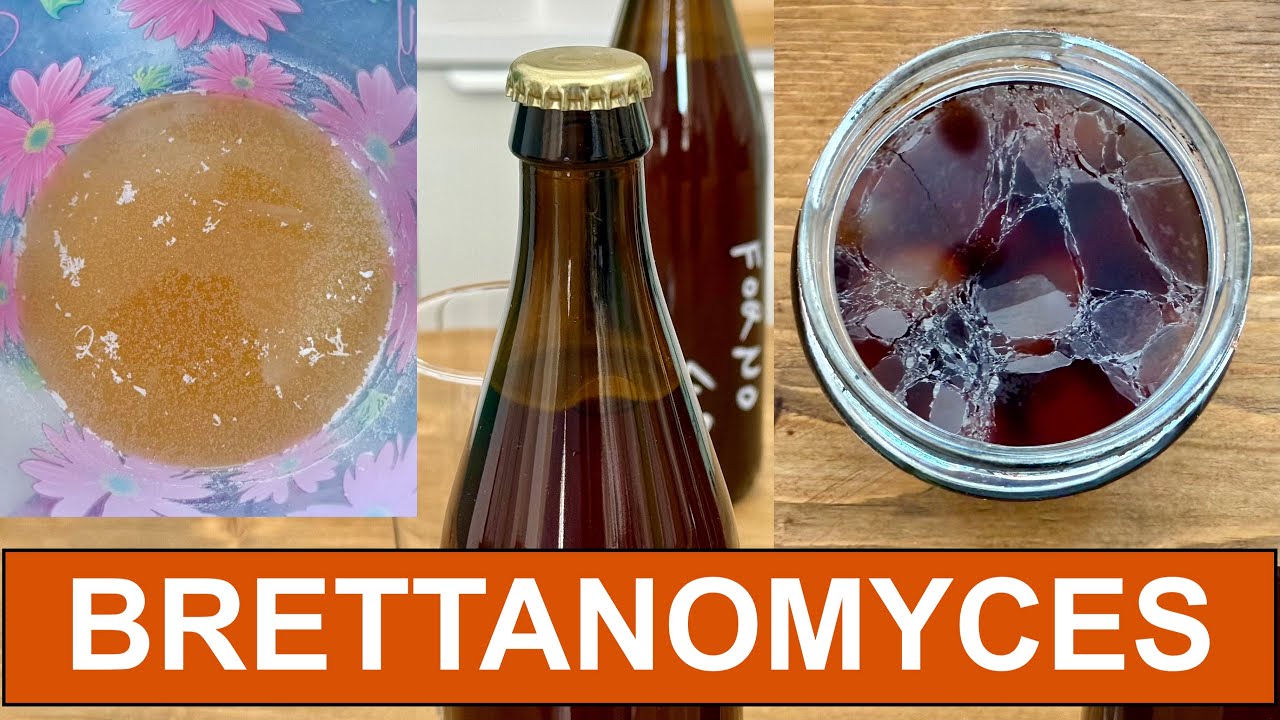 Is This INFECTION in My BEER ? 🍺  What That White Film Really Means ? 😱