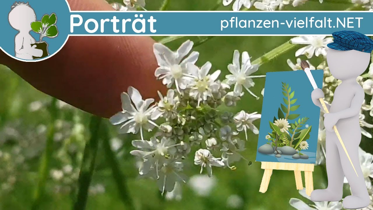 🖼️ Porträt 120 - Wiesen-Bärenklau 🐻 (Heracleum sphondylium) - Steckbrief (Essbar)