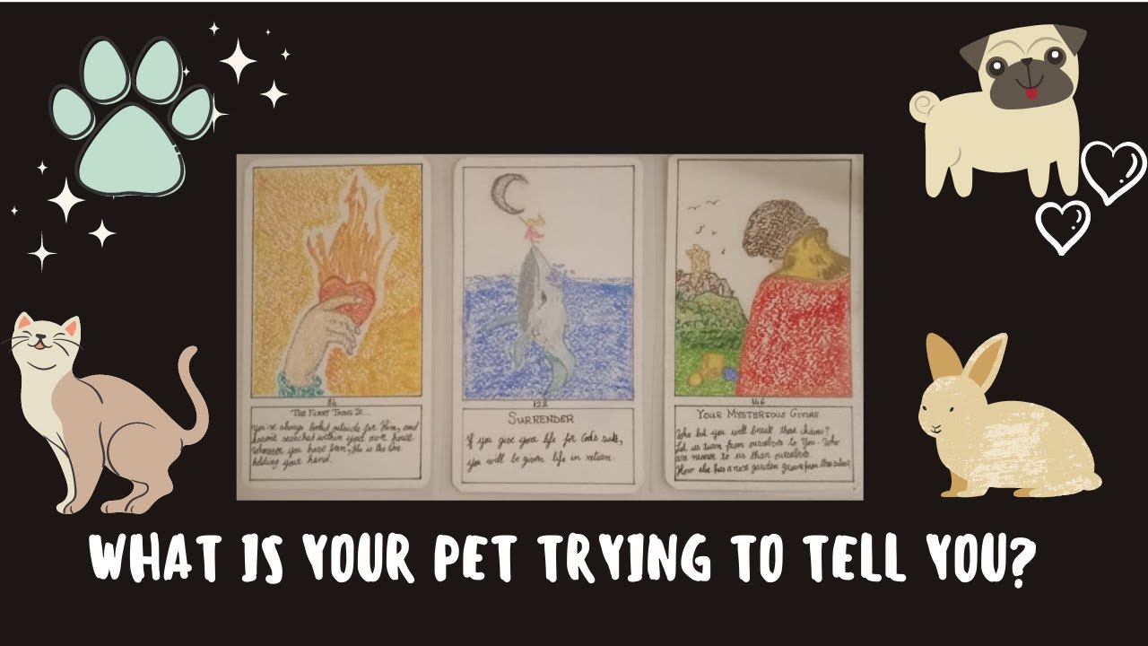 What is your pet trying to tell you? 🐶 🐱 🐰🐍❤️ 😍 | Pick a card