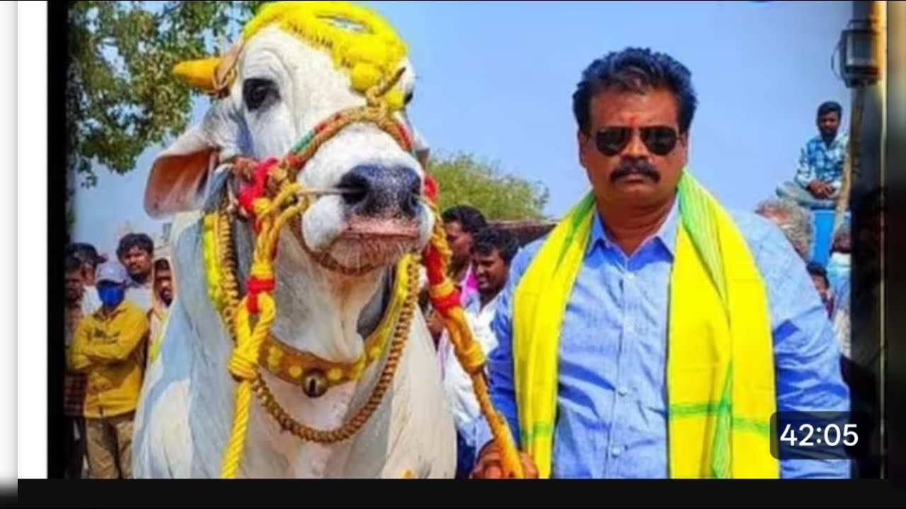 8జత సబ్ జూనియర్||ఆకుల గణపవరం-2026 ||RK BULLS వేటపాలెం