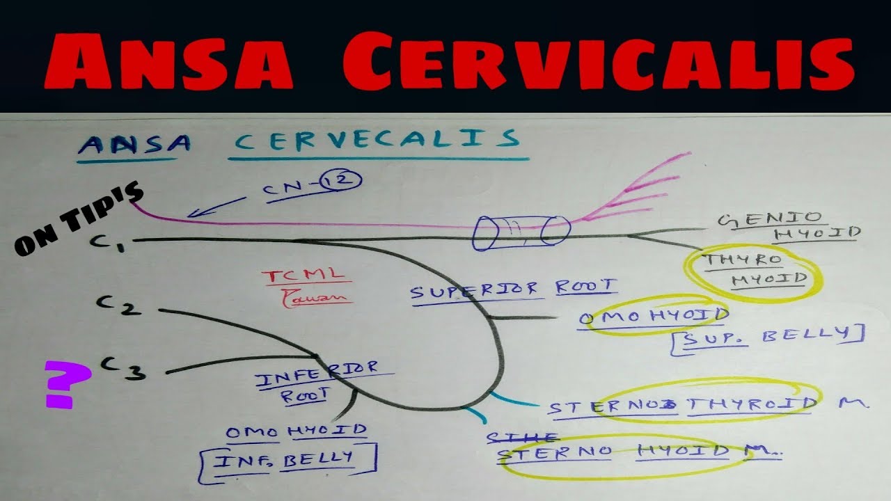 Ansa Cervicalis and Hypoglossal Nerve | Head and Neck Anatomy