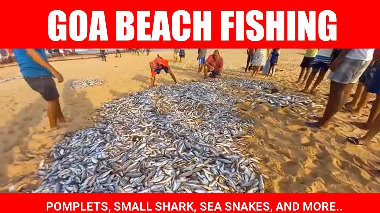 Beach Traditional fishing with net, Pomfret, shark, Kingfish, snake, Jellyfish @ Calangute Goa