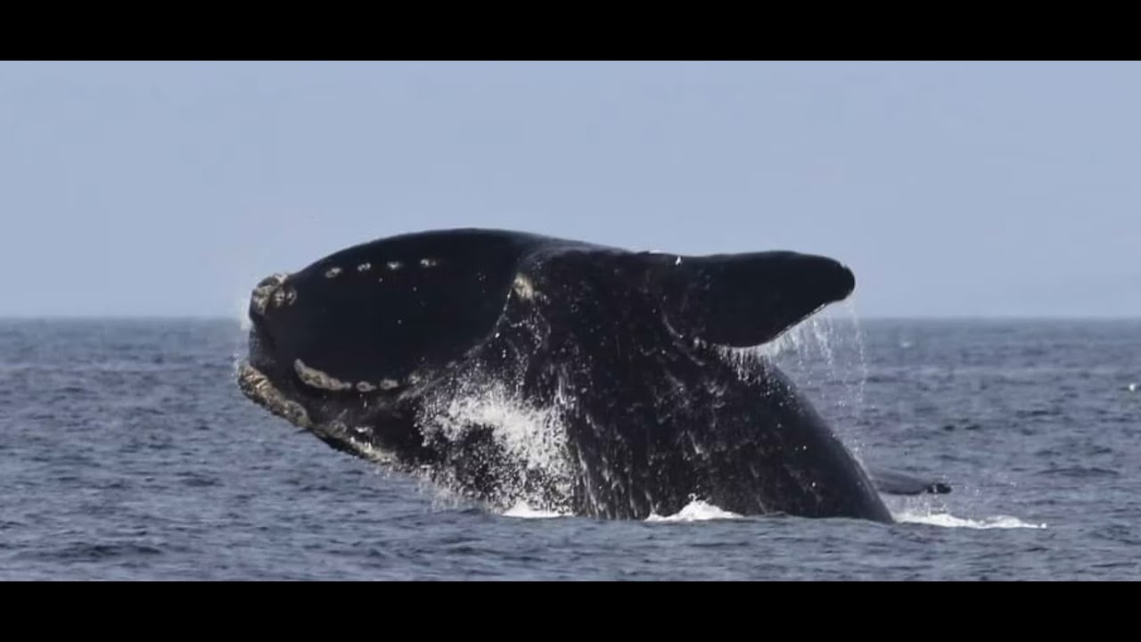 The Fight for Right Whales