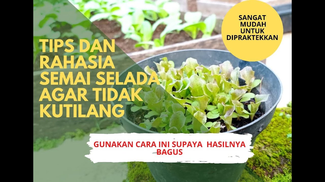 CARA SEMAI SELADA MERAH ANTI GAGAL || BERKEBUN DI PEKARANGAN