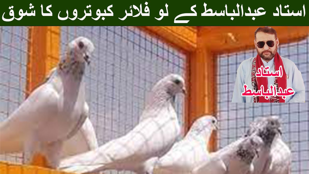 Ustad Abdul Bashit Low Flyer Watch In HD Urdu/Hindi #faisal #pakistanpigeonassociation #pigeon