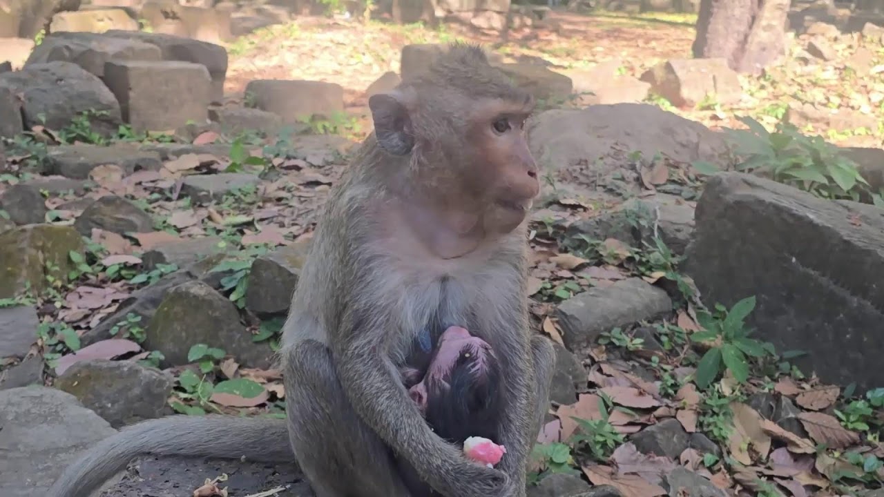 Story Monkey
