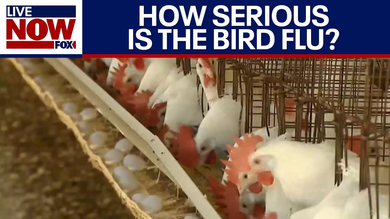 How serious is the bird flu? | LiveNOW from FOX