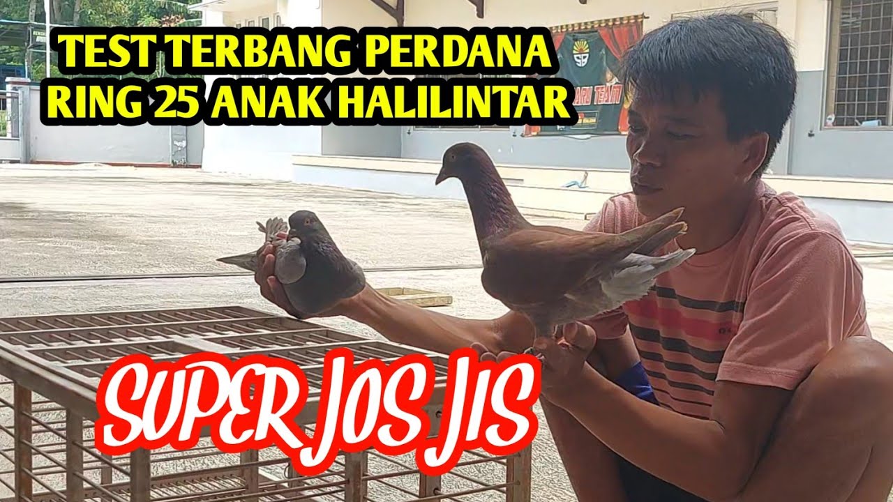 JOS JIS Tes terbang ring 26 anak halilintar x golden ascobar hatomi