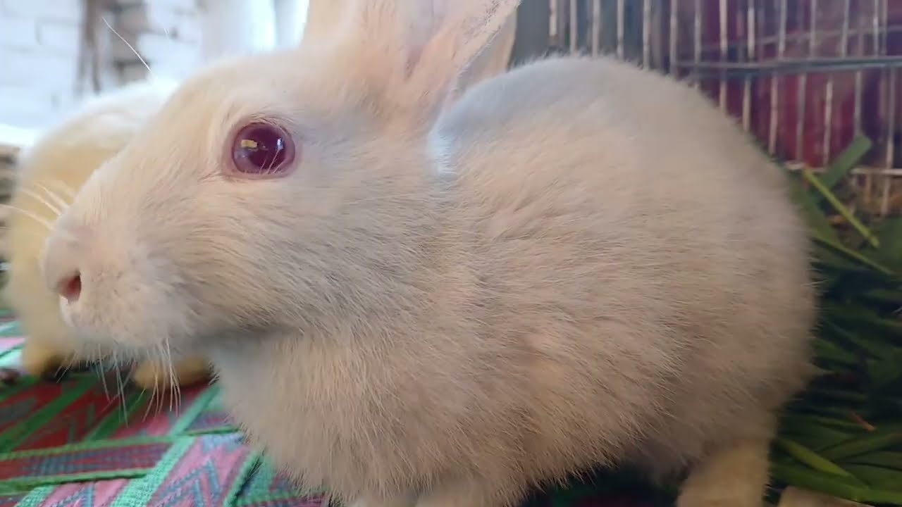 Why does everyone like rabbits? 😠🧐