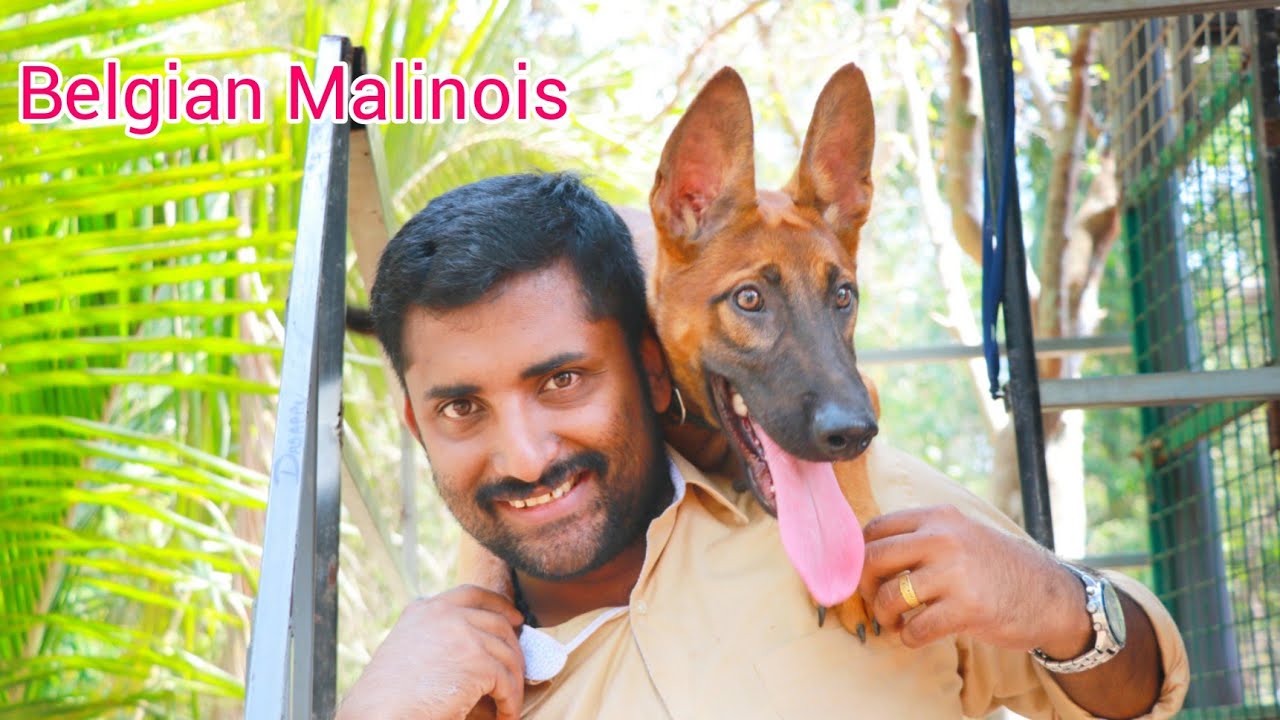 Belgian malinois dog at Royal rott kennel [ECO OWN MEDIA] Dog farming (മാലിൻവാ)