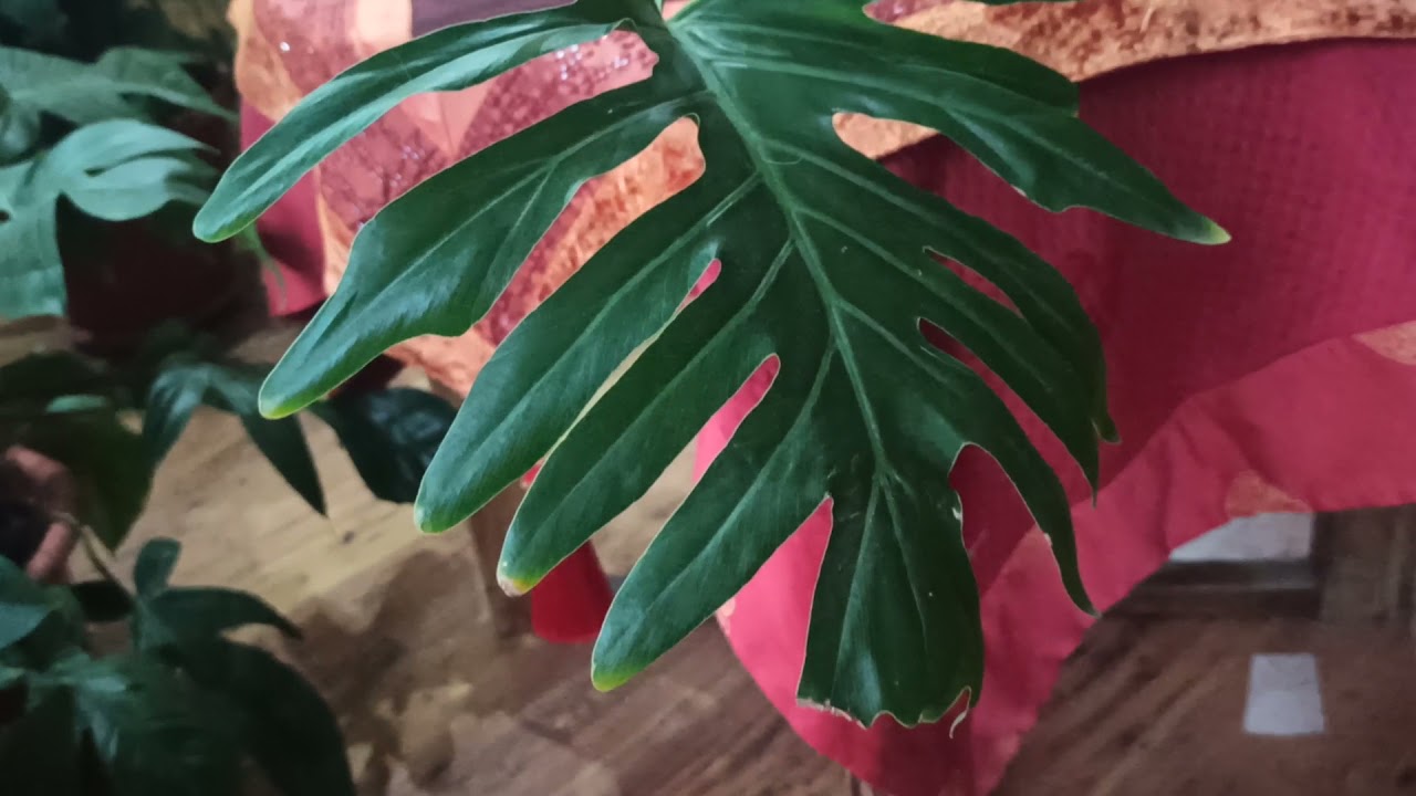 Филодендрон Селло(двоякоперистый) Philodendron bipinnatifidum).